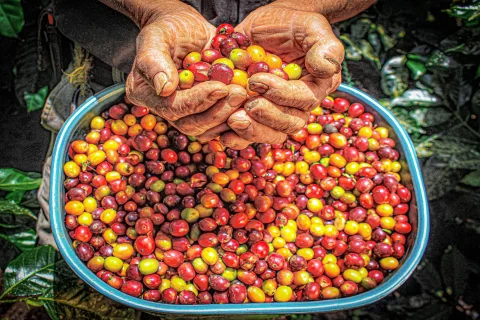 Eje Cafetero