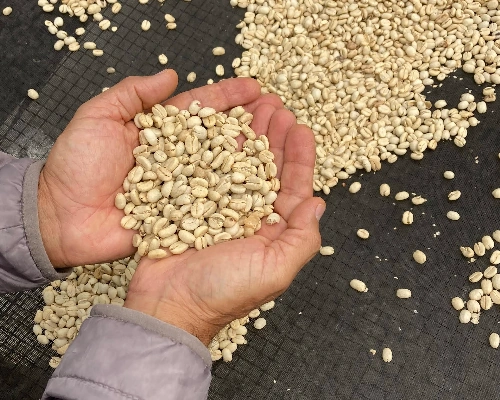 Colombia Medellin Coffee Tour