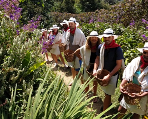 D'Arrieros Coffee Farm Colombia