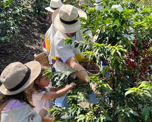 Don Gabo Coffee Tour