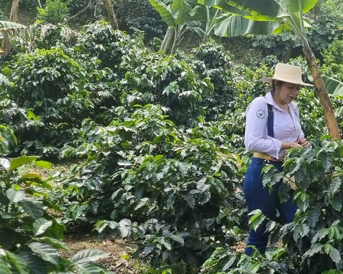Finca Agroturistica Cafe Zenaida - The Coffee Routes Colombia