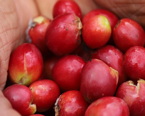 The Coffee Routes - Colombia