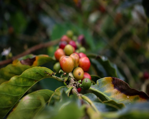 Those Coffee People - The Coffee Routes Colombia