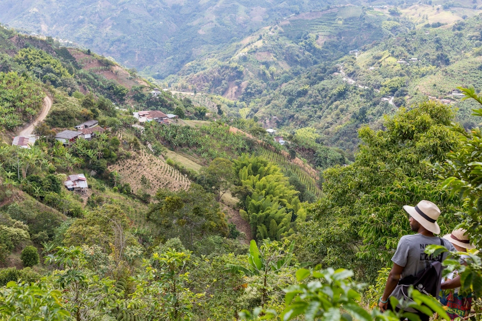 Caffe Tio Conejo - The Coffee Routes Colombia